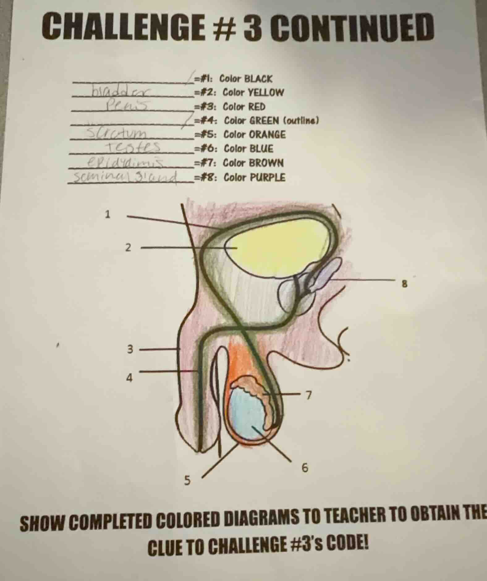 challenge # 3 continued = #1: color black bladder = #2: color yellow pe…