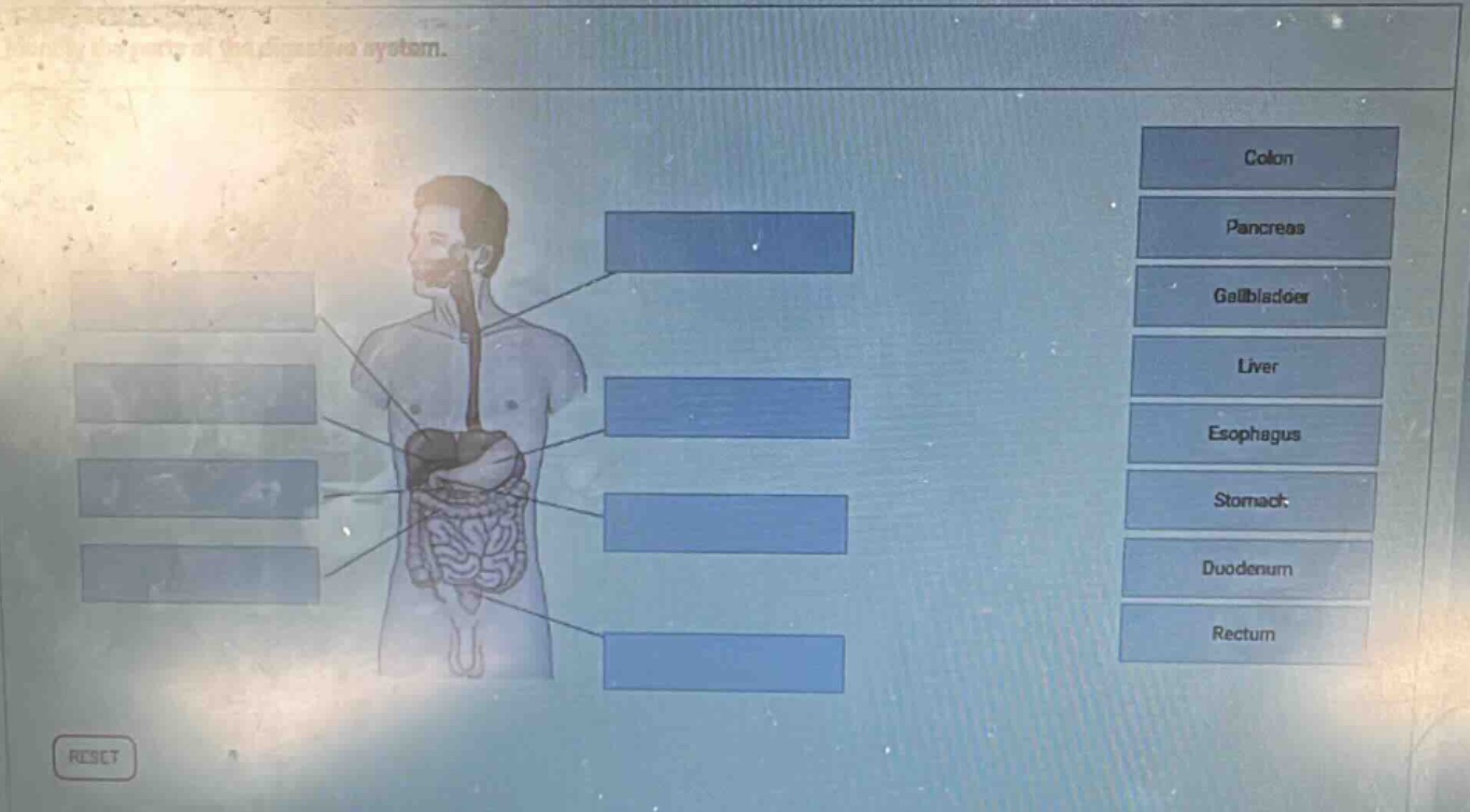 colon pancreas gallbladder liver esophagus stomach duodenum rectum reset