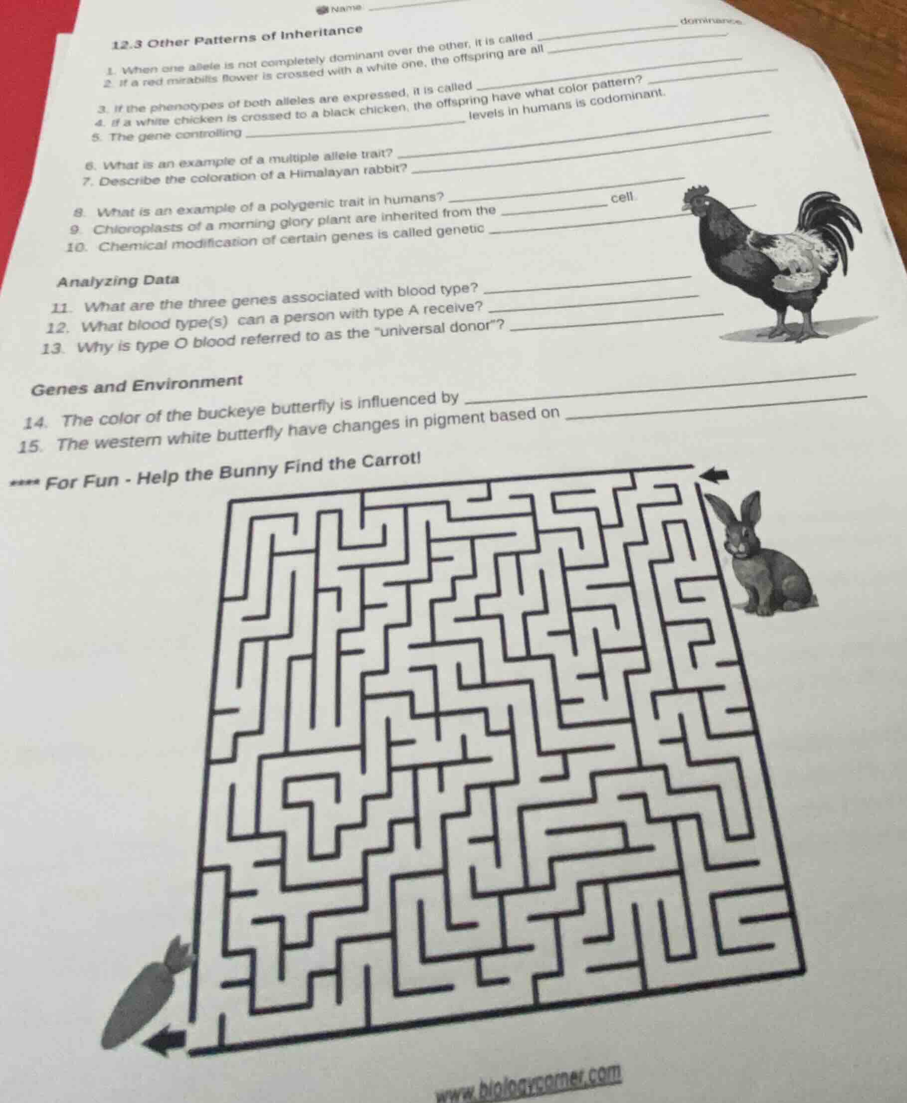 12.3 other patterns of inheritance 1. when one allele is not completely…