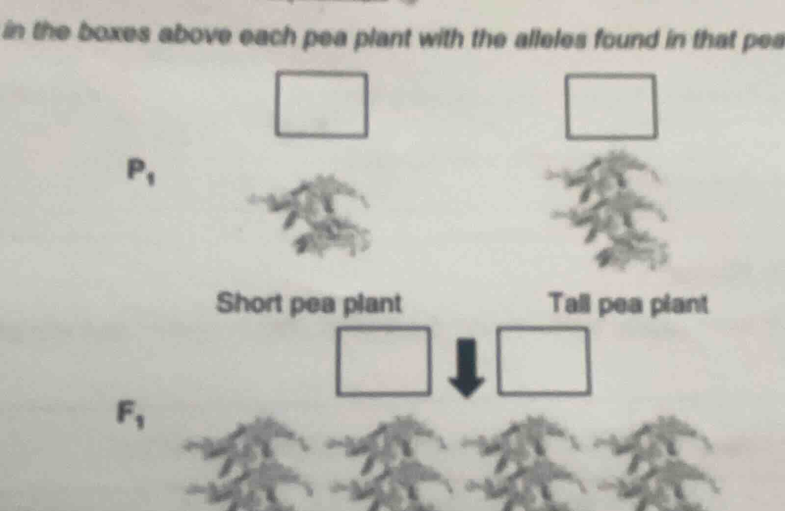 in the boxes above each pea plant with the alleles found in that pea p₁…
