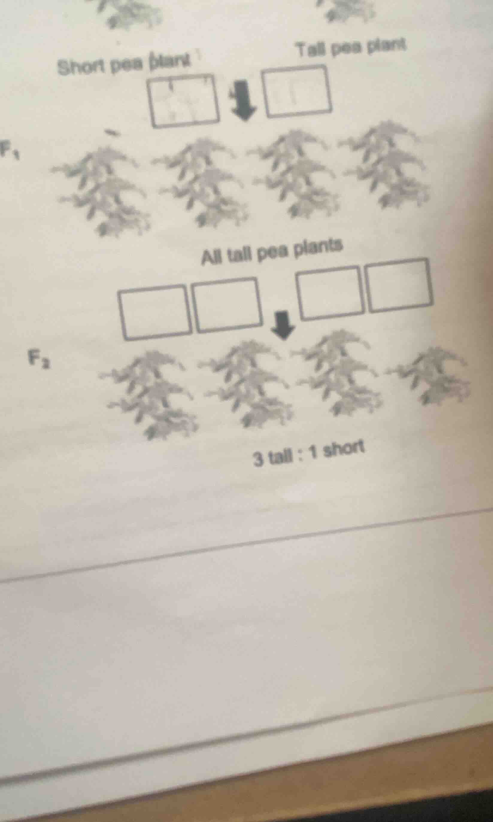 short pea plant tall pea plant f₁ all tall pea plants f₂ 3 tall : 1 sho…