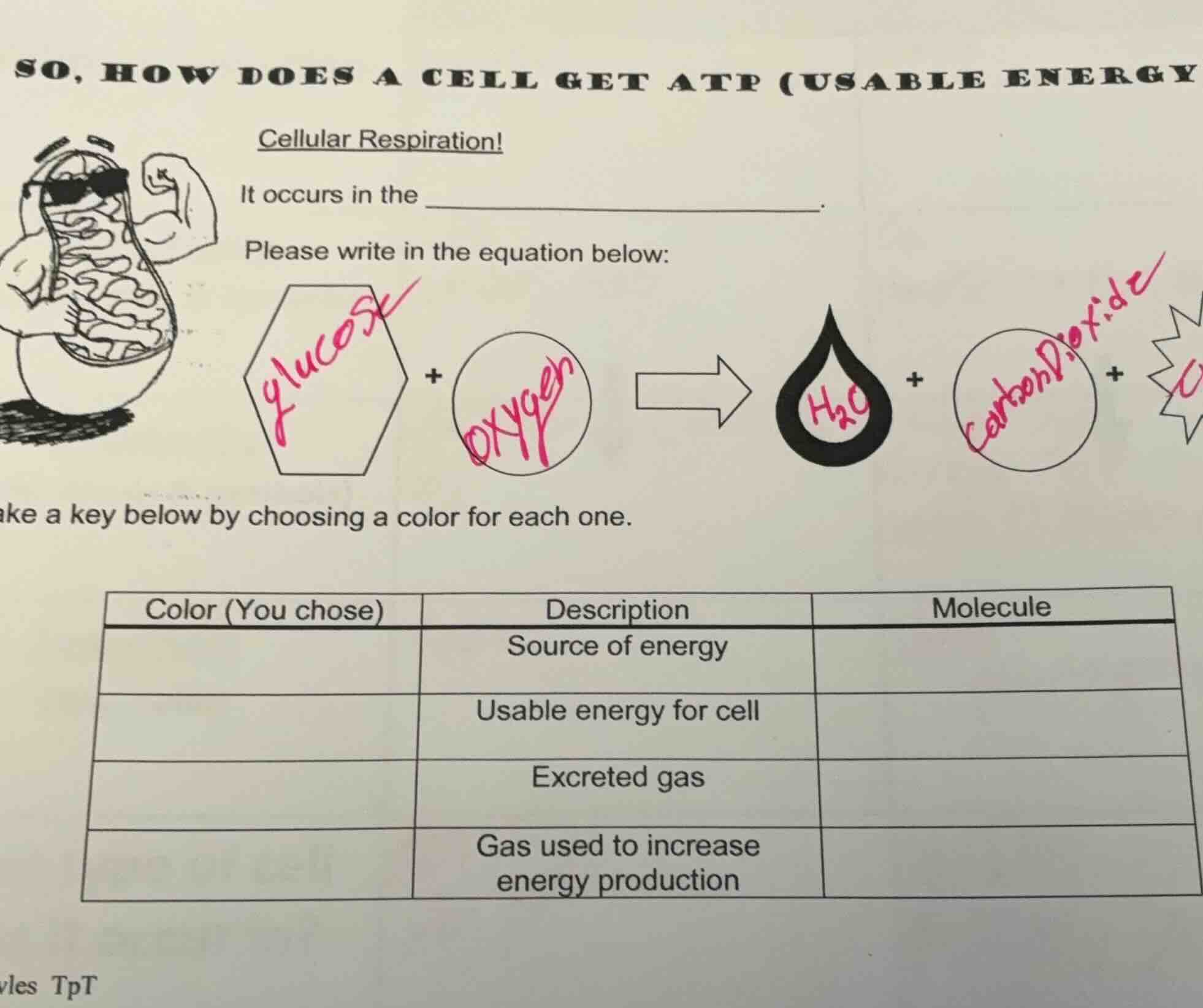 so, how does a cell get atp (usable energy cellular respiration! it occ…