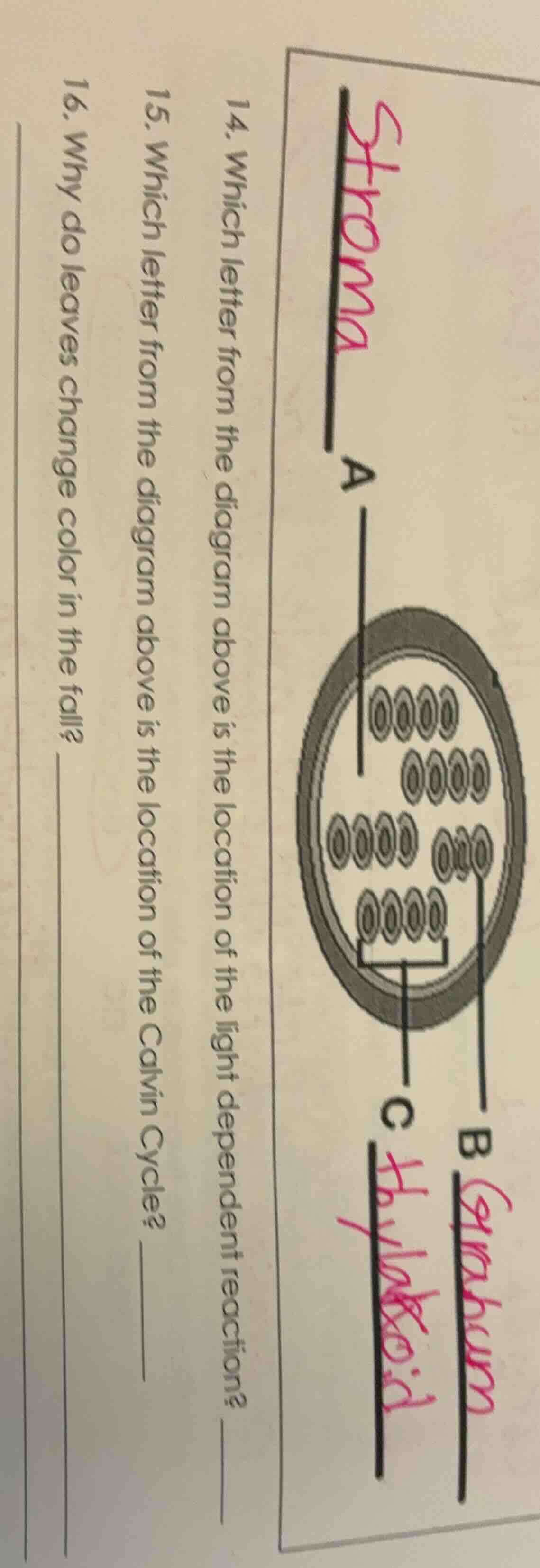 14. which letter from the diagram above is the location of the light de…
