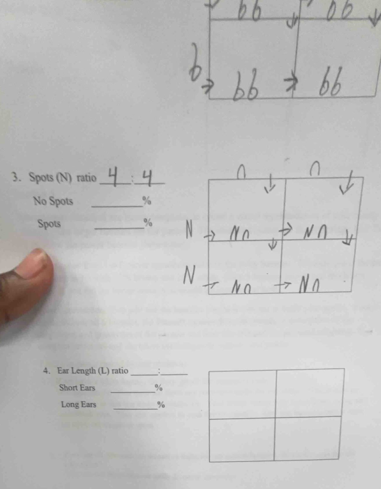 3. spots (n) ratio ___:___ no spots ______% spots ______% 4. ear length…