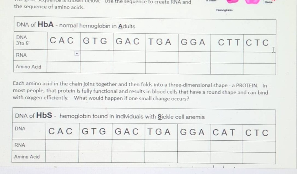 use the sequence to create rna and the sequence of amino acids. dna of …