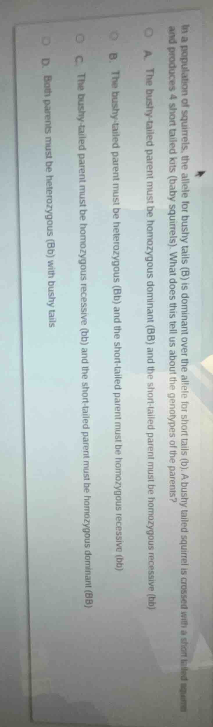 in a population of squirrels, the allele for bushy tails (b) is dominan…