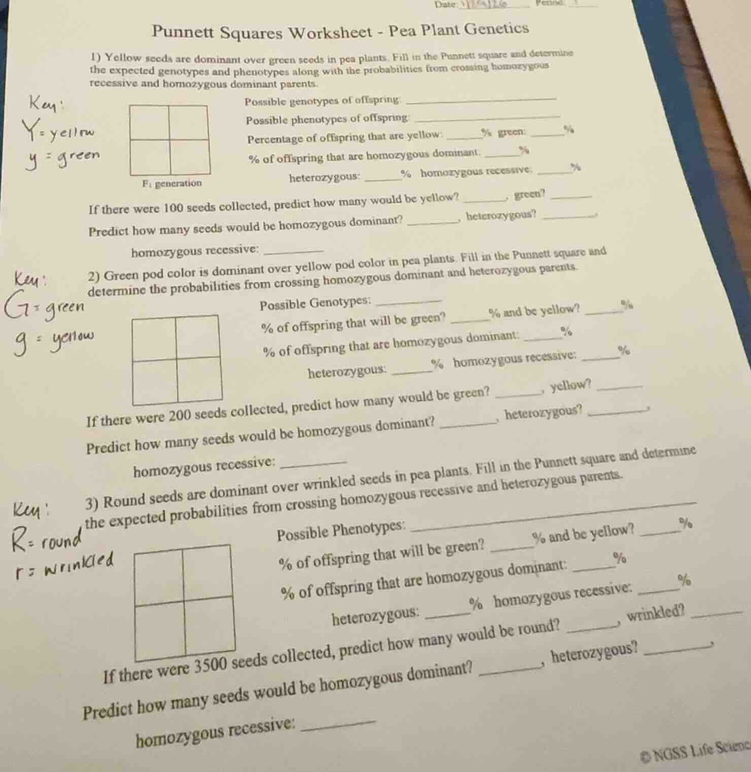 punnett squares worksheet - pea plant genetics 1) yellow seeds are domi…
