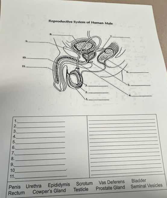 reproductive system of human male 1. 2. 3. 4. 5. 6. 7. 8. 9. 10 11. pen…