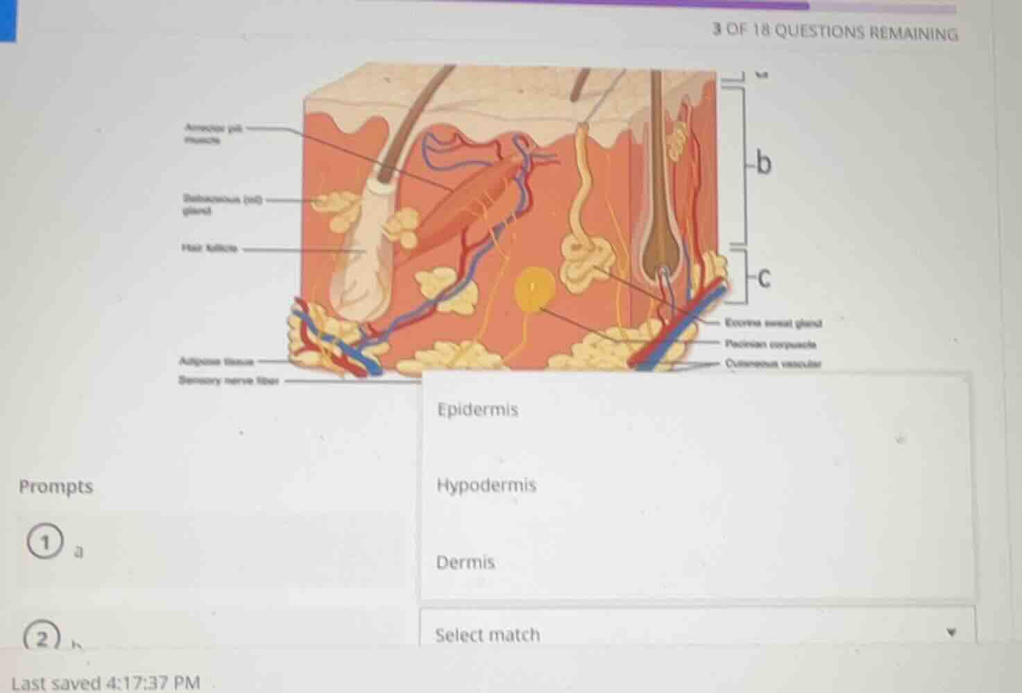 3 of 18 questions remaining prompts ① a ② b epidermis hypodermis dermis…