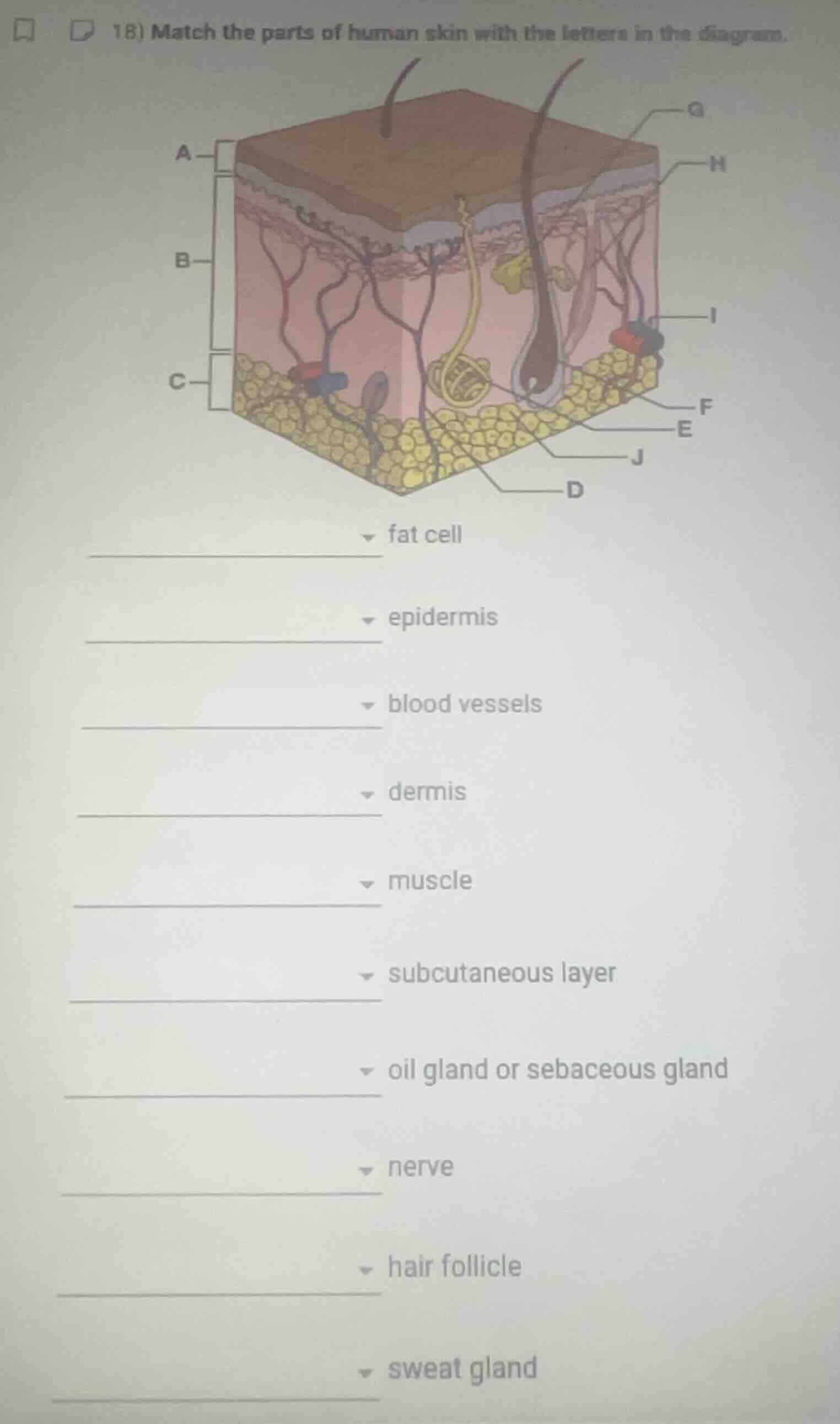 18) match the parts of human skin with the letters in the diagram. fat …