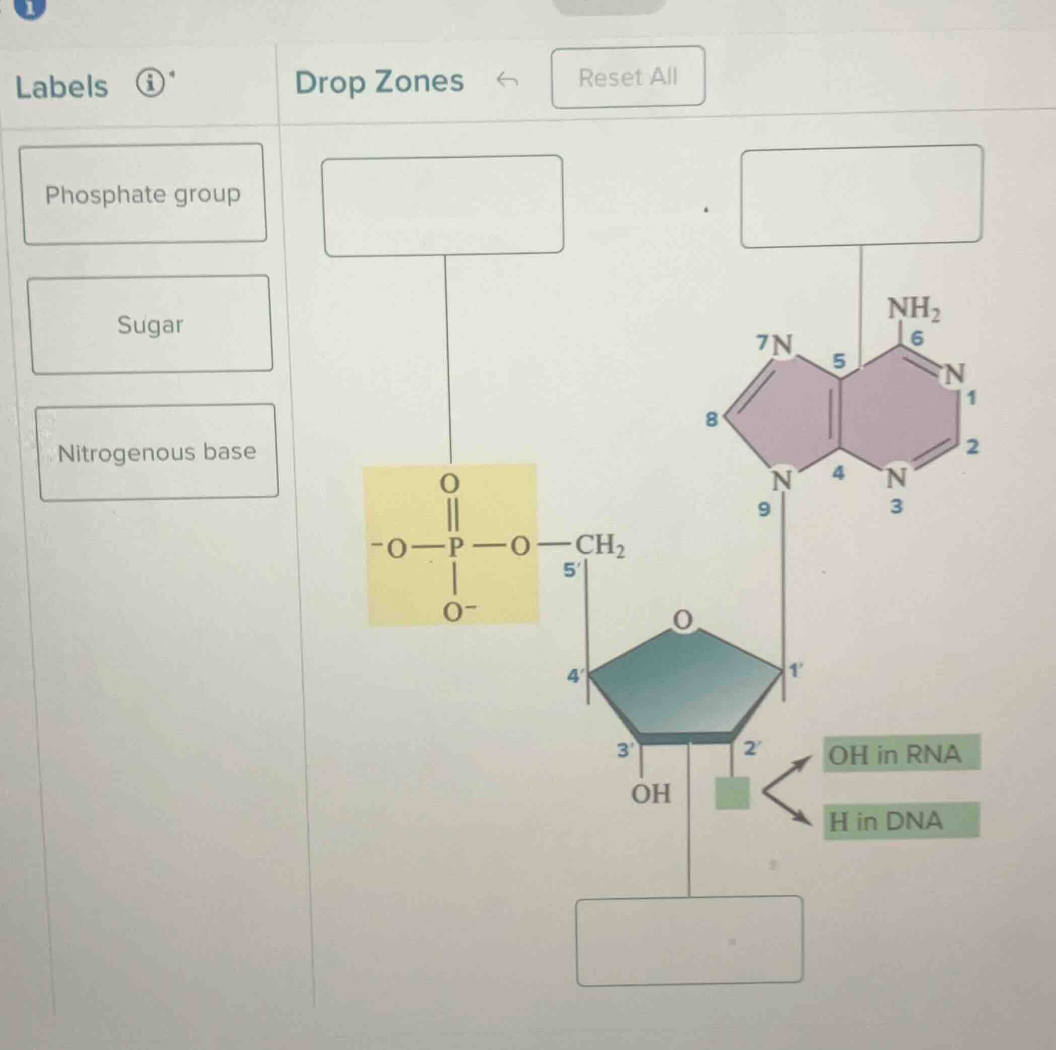 labels phosphate group sugar nitrogenous base drop zones reset all (che…
