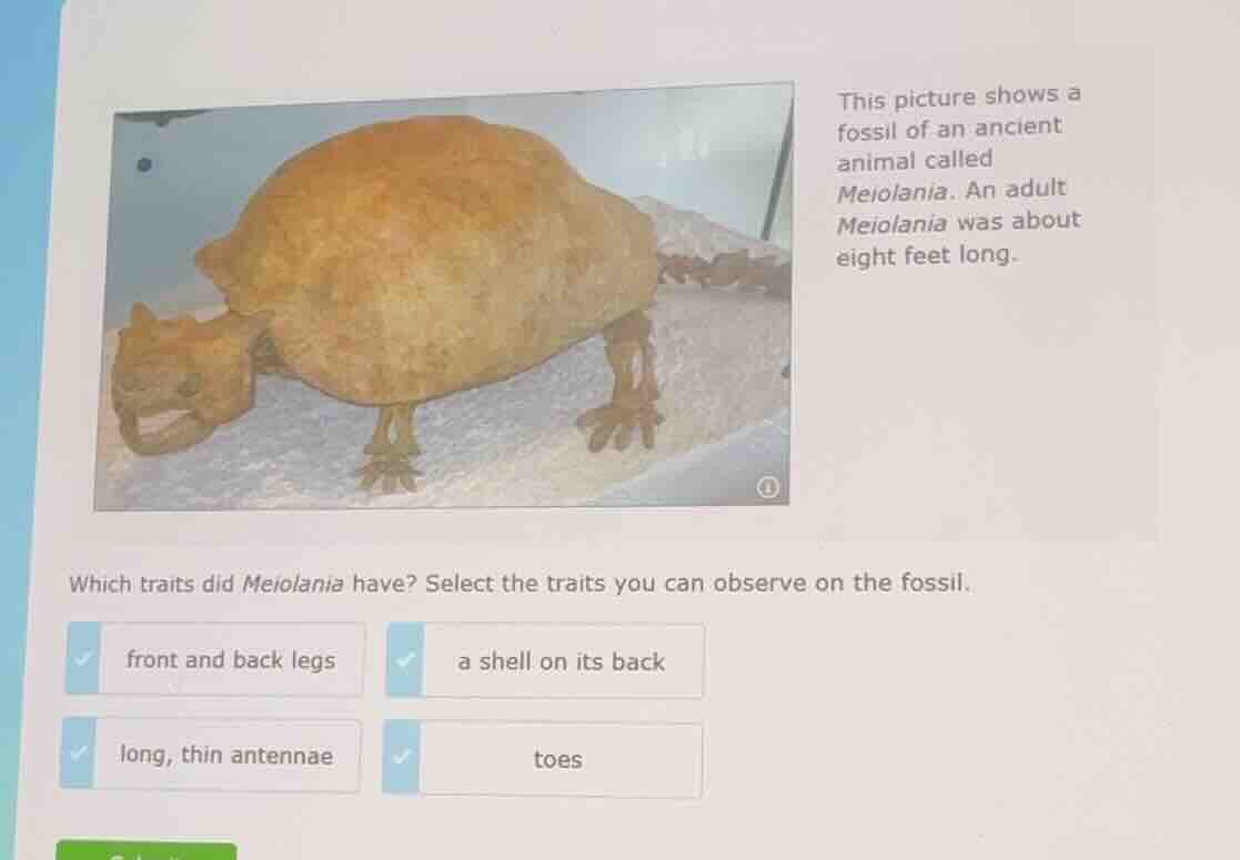 this picture shows a fossil of an ancient animal called meiolania. an a…