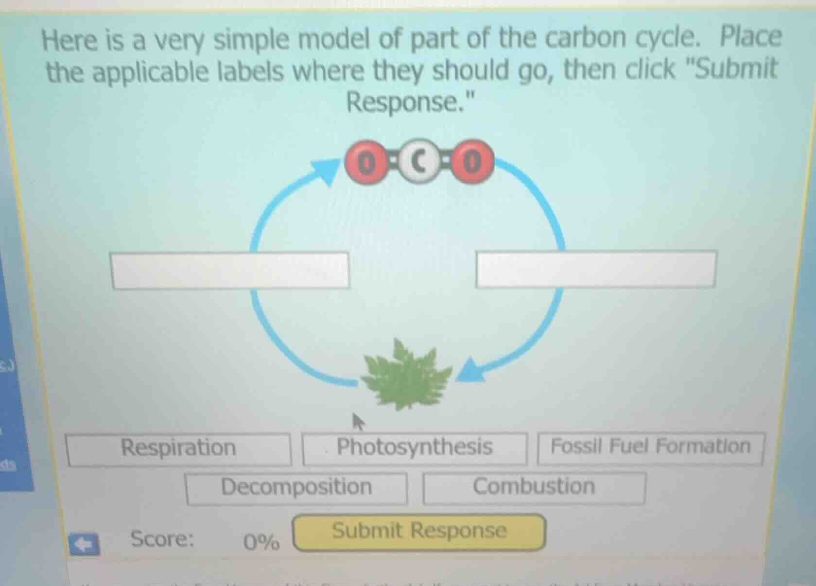 here is a very simple model of part of the carbon cycle. place the appl…