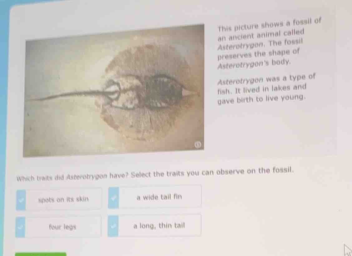 this picture shows a fossil of an ancient animal called asterotrygon. t…