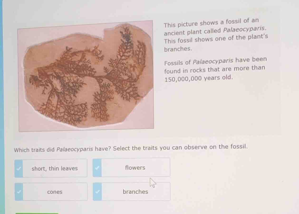 this picture shows a fossil of an ancient plant called palaeocyparis. t…