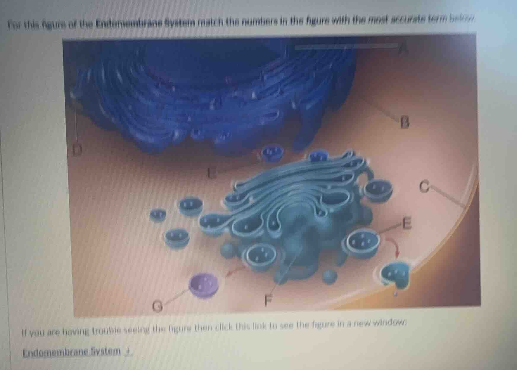 for this figure of the endomembrane system match the numbers in the fig…