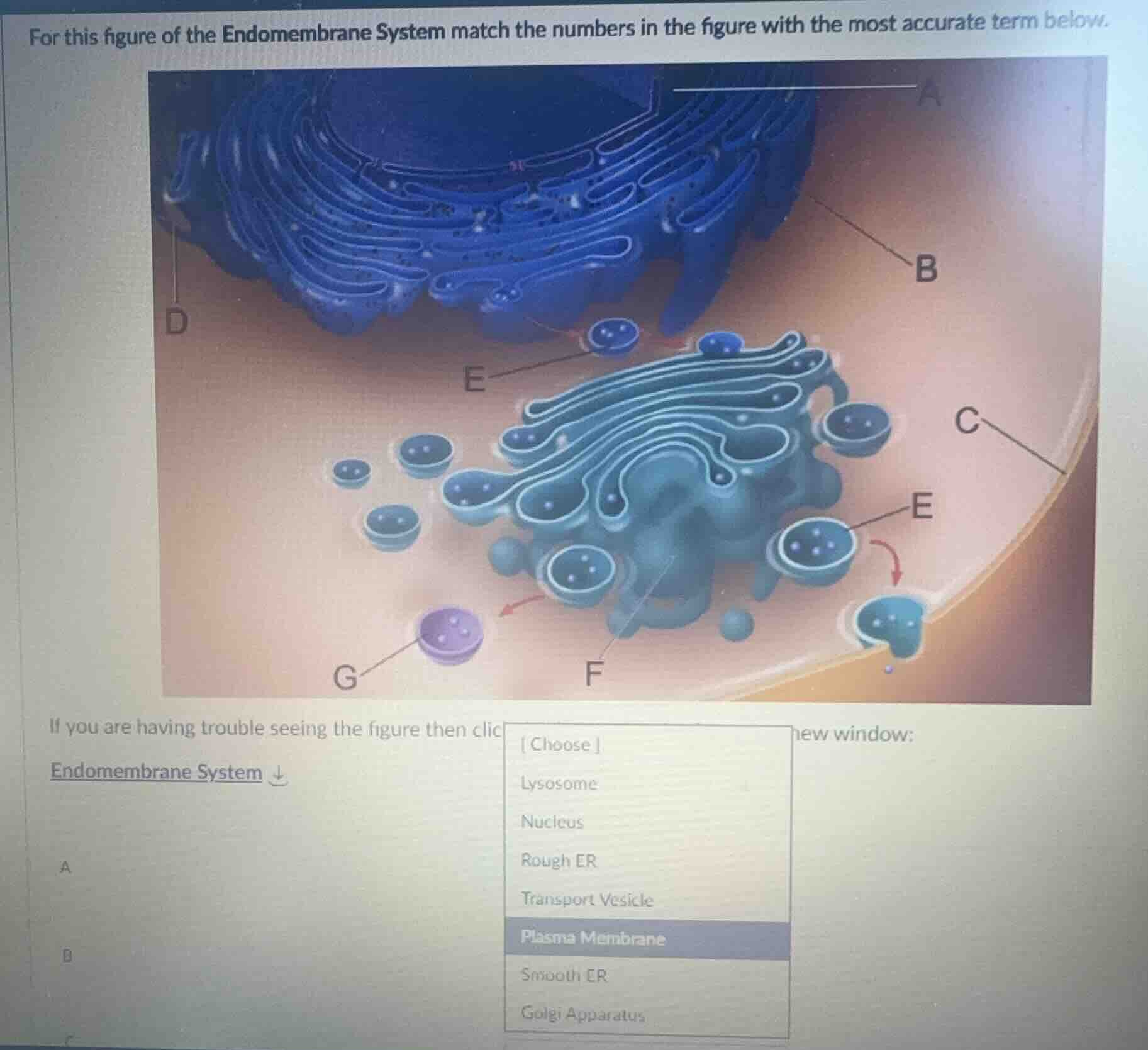 for this figure of the endomembrane system match the numbers in the fig…