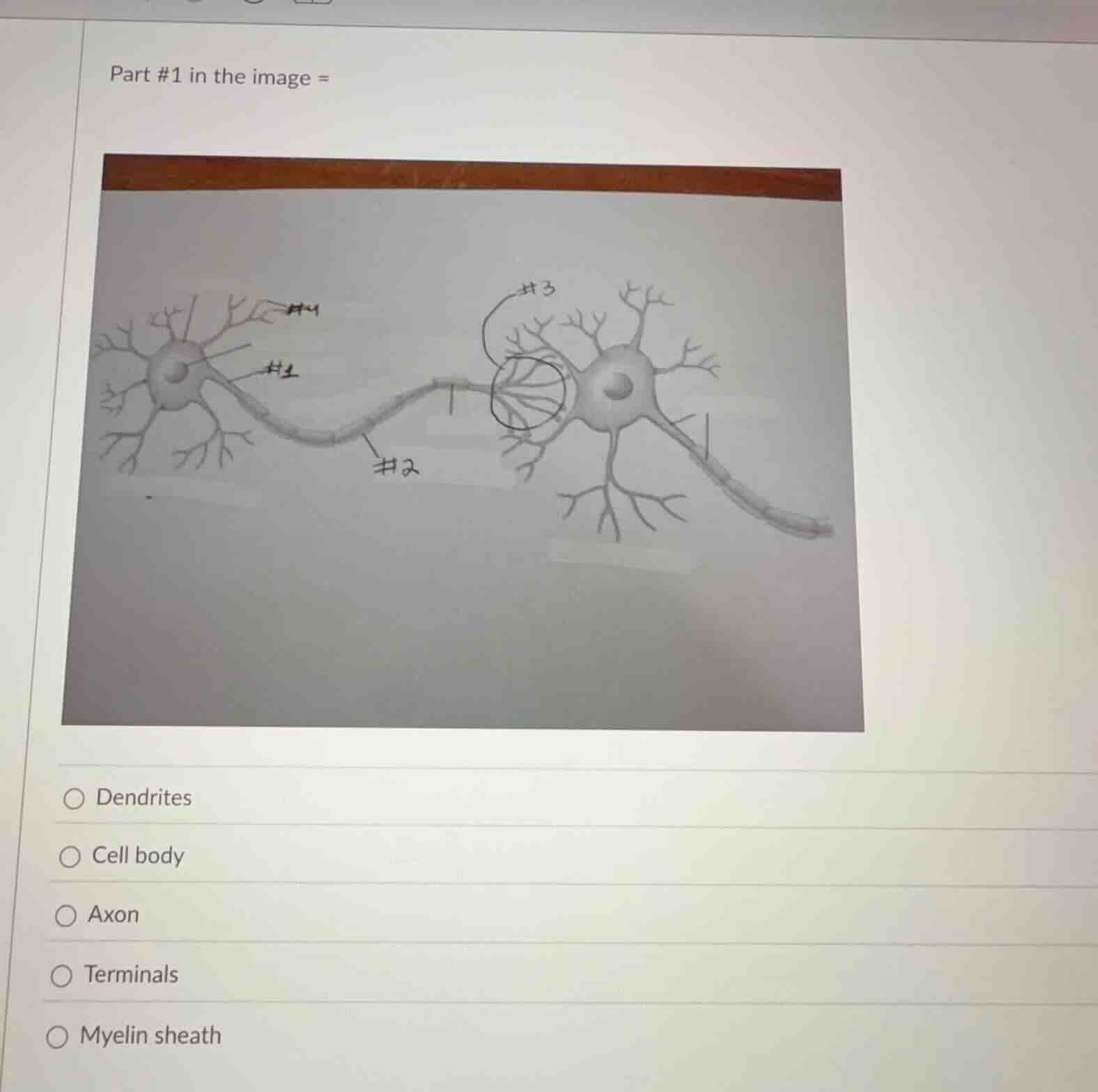 part #1 in the image = options: - dendrites - cell body - axon - termin…