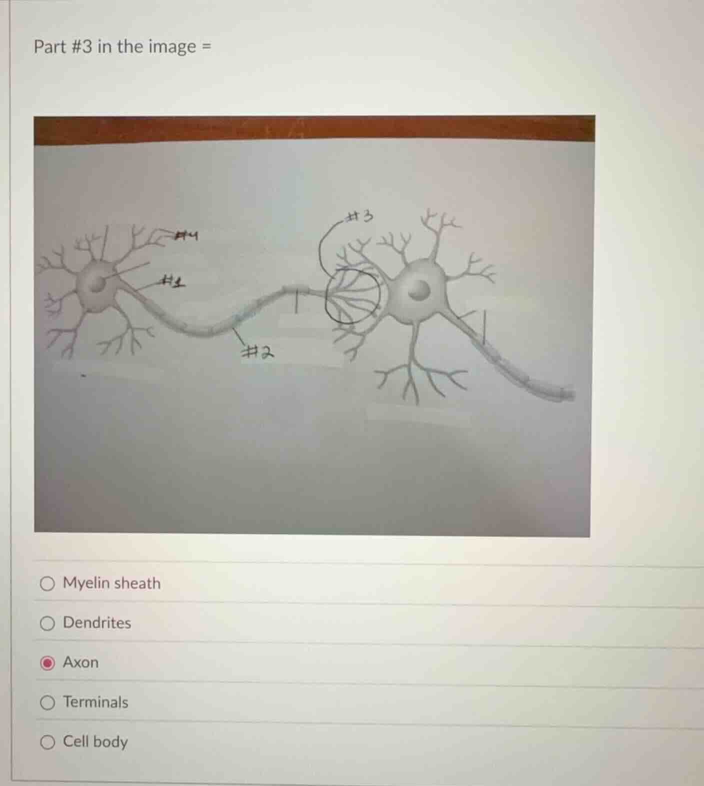 part #3 in the image = myelin sheath dendrites axon terminals cell body
