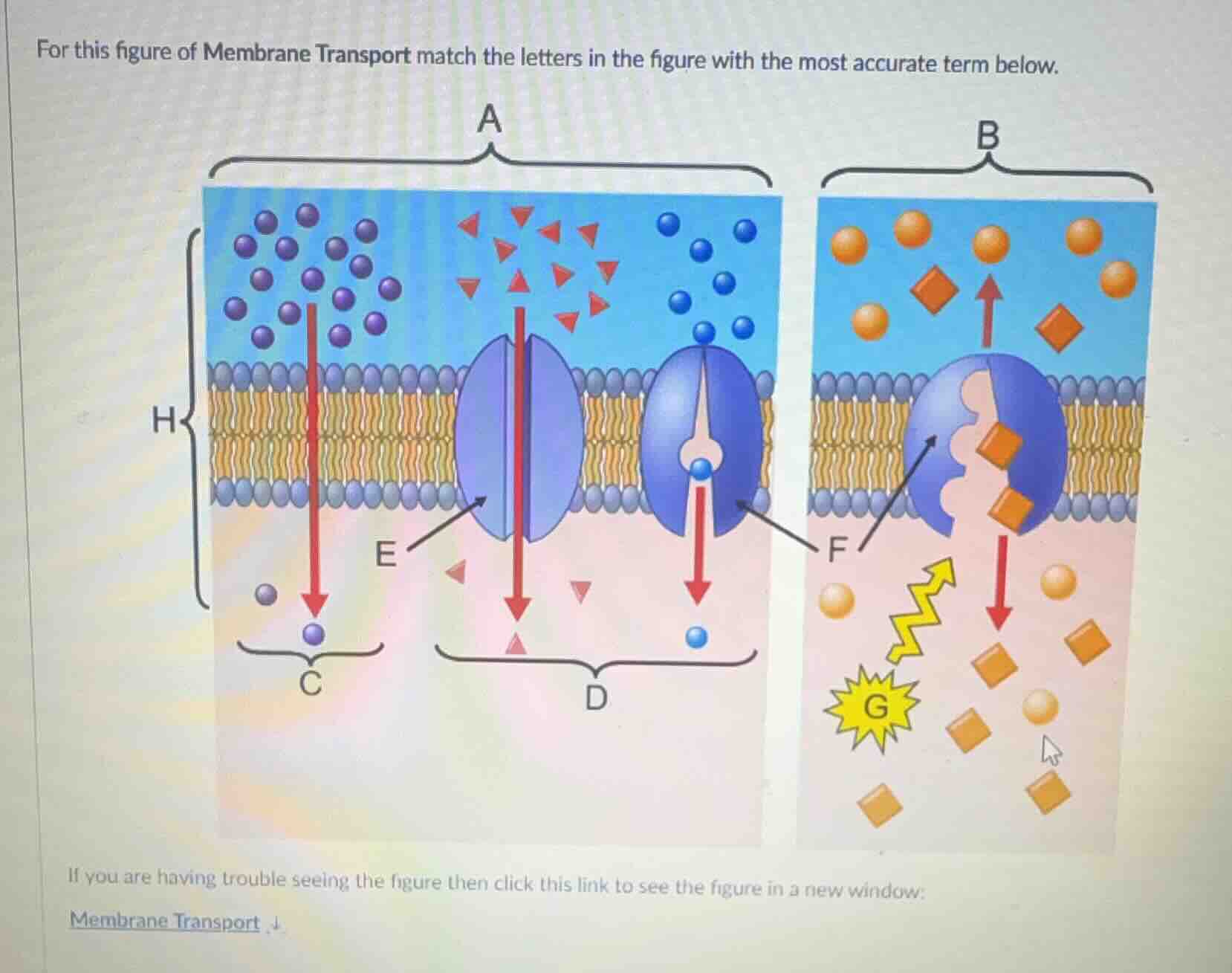 for this figure of membrane transport match the letters in the figure w…