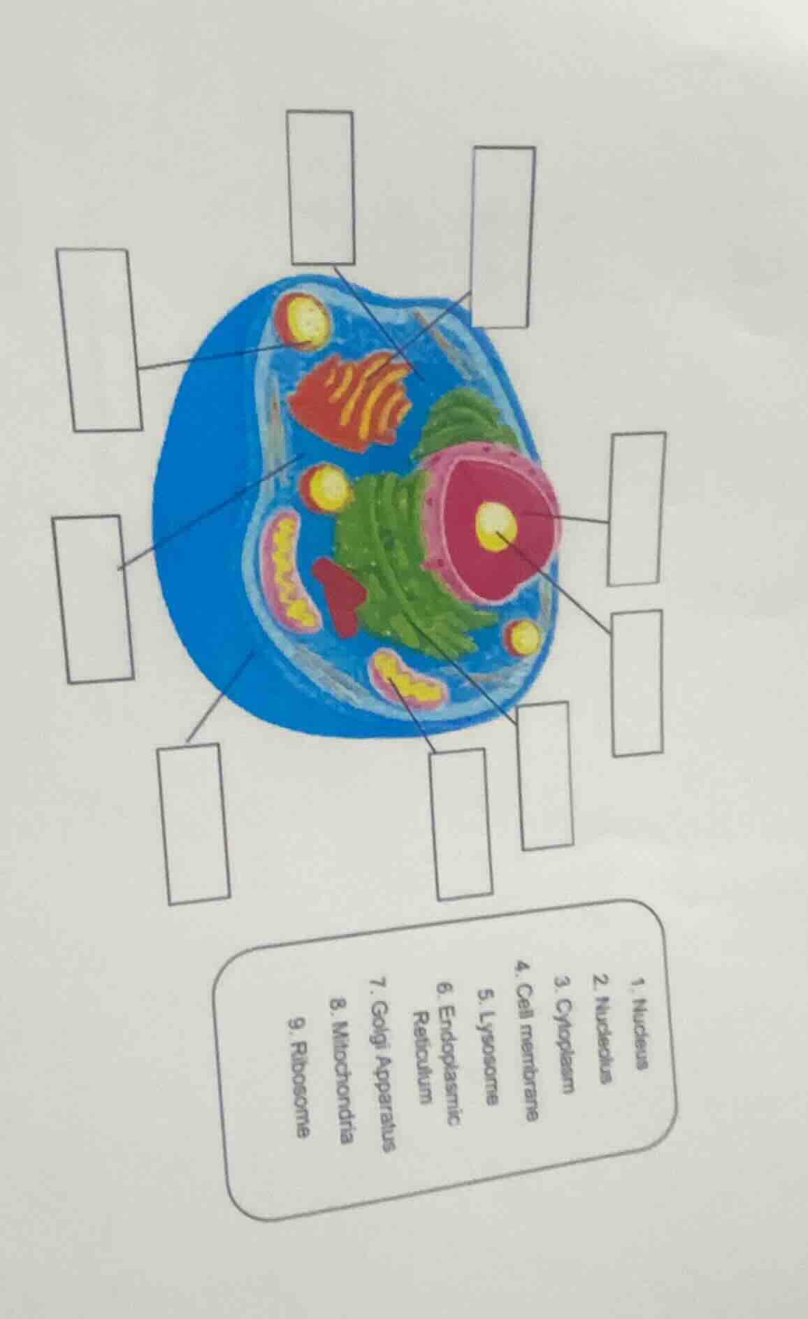 1. nucleus 2. nucleolus 3. cytoplasm 4. cell membranes 5. lysosome 6. e…
