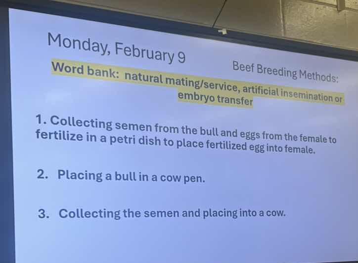 monday, february 9 beef breeding methods: word bank: natural mating/ser…