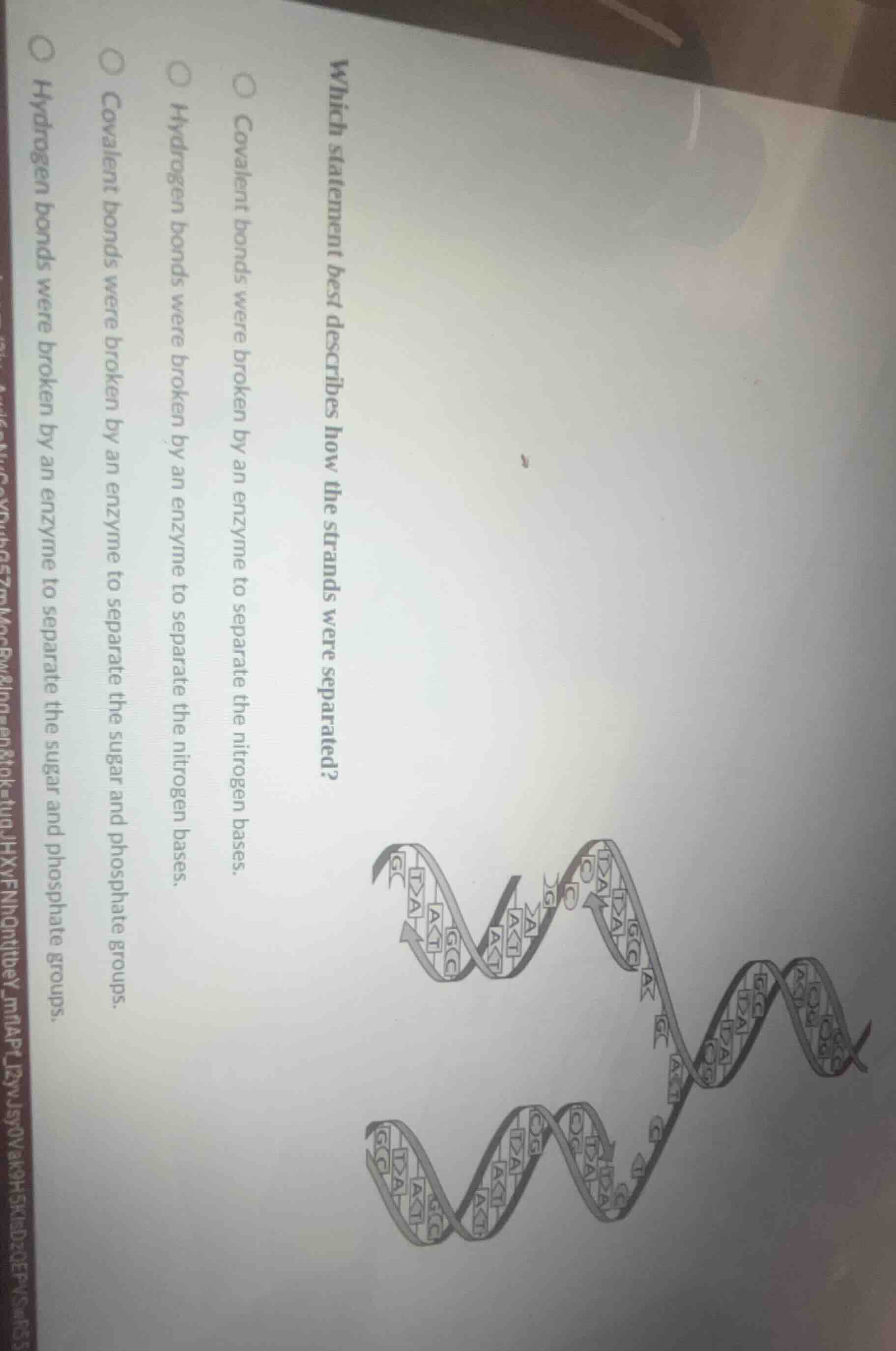 which statement best describes how the strands were separated?○ covalen…