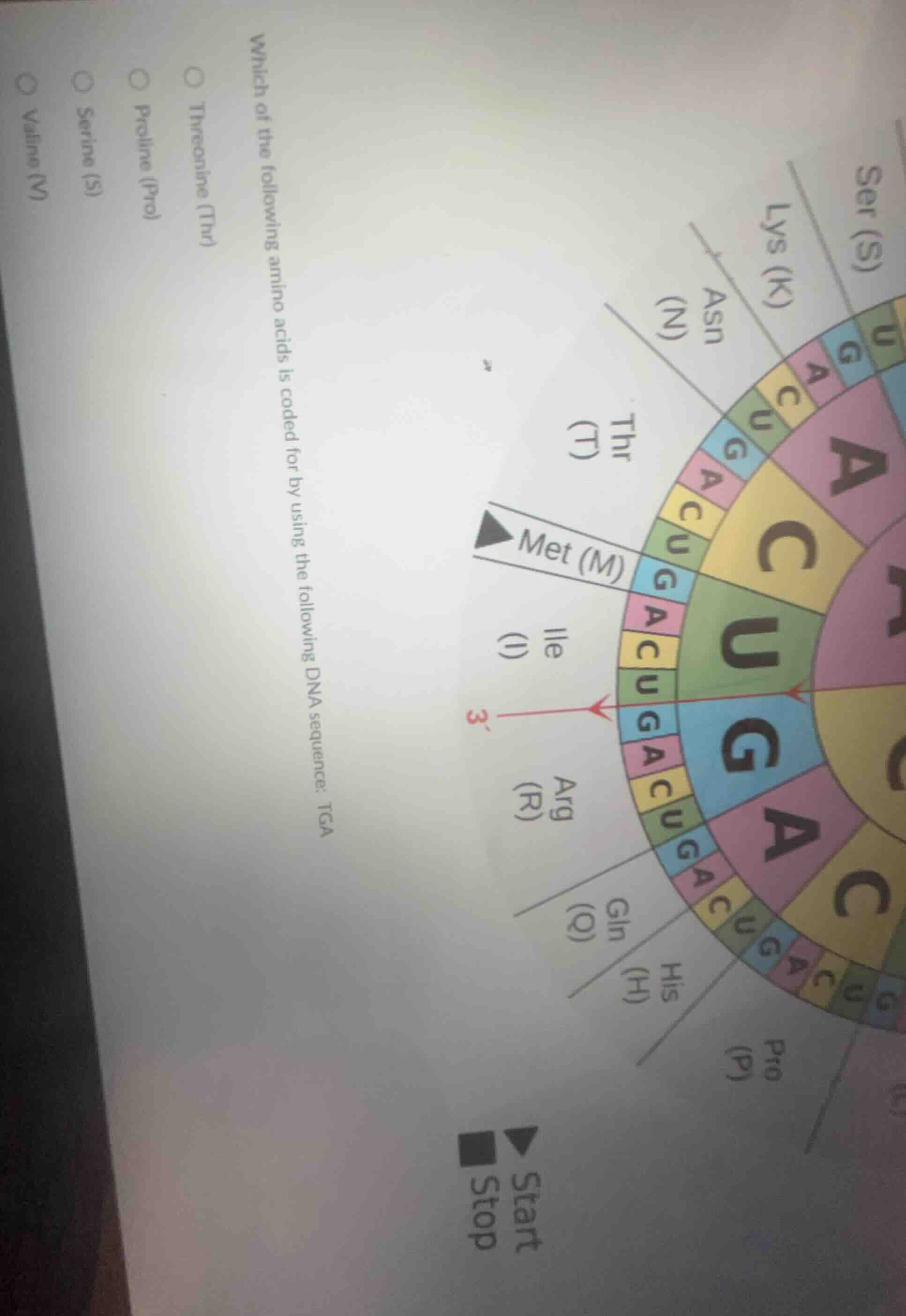 which of the following amino acids is coded for by using the following …