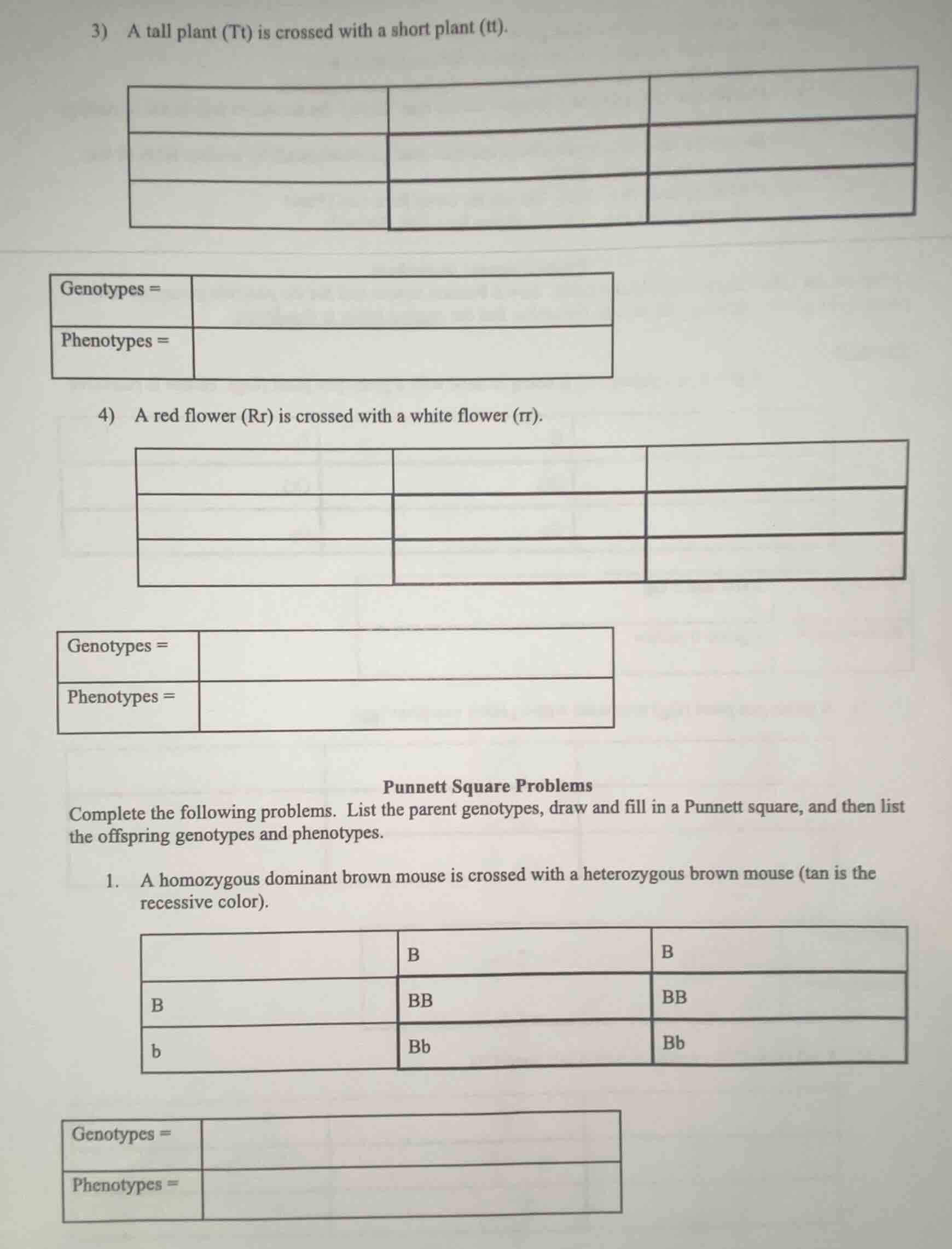 3) a tall plant (tt) is crossed with a short plant (tt). genotypes = ph…