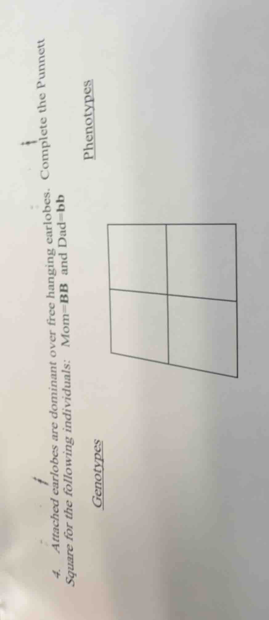 4. attached earlobes are dominant over free hanging earlobes. complete …