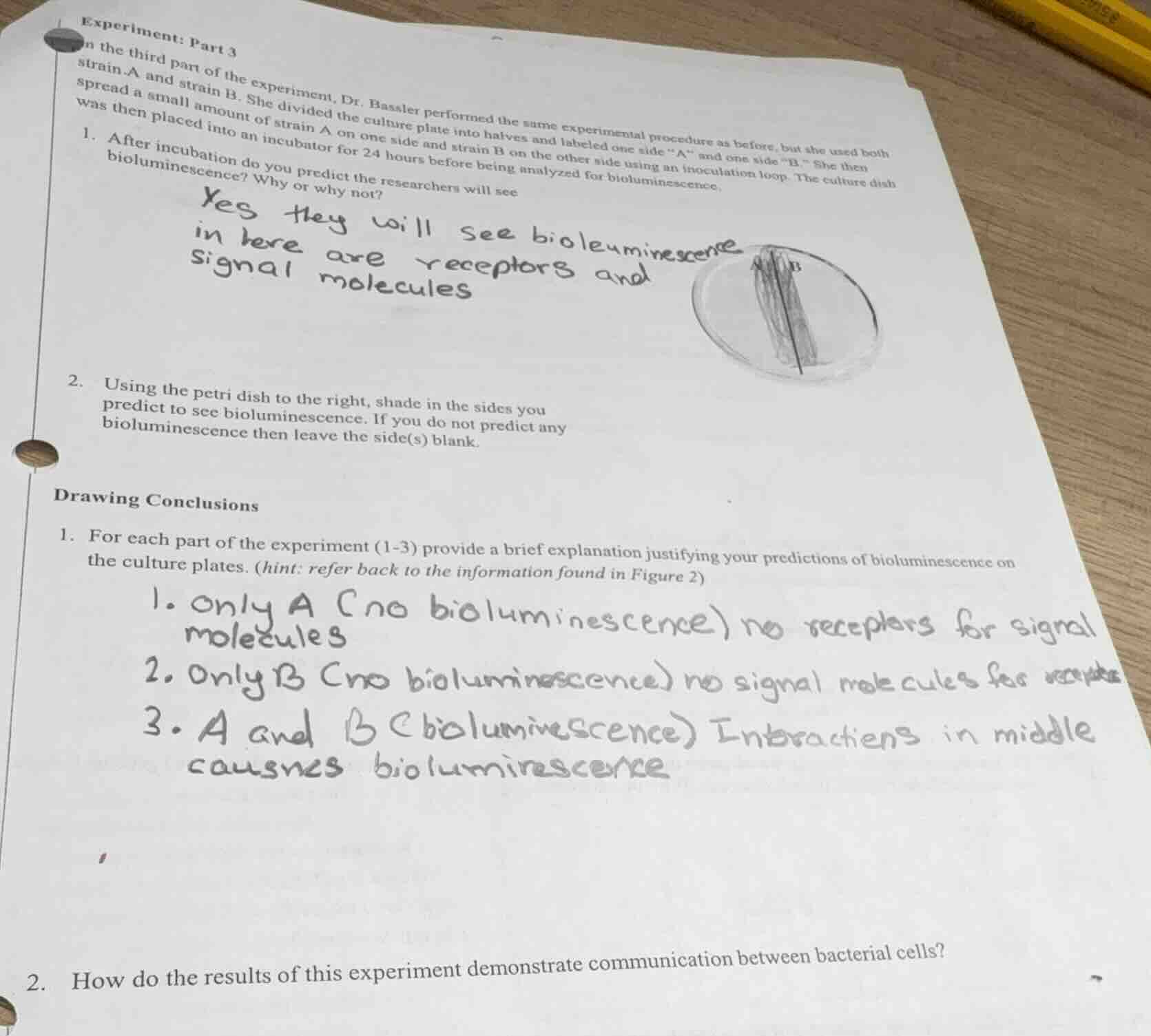 experiment: part 3 in the third part of the experiment, dr. bassler per…