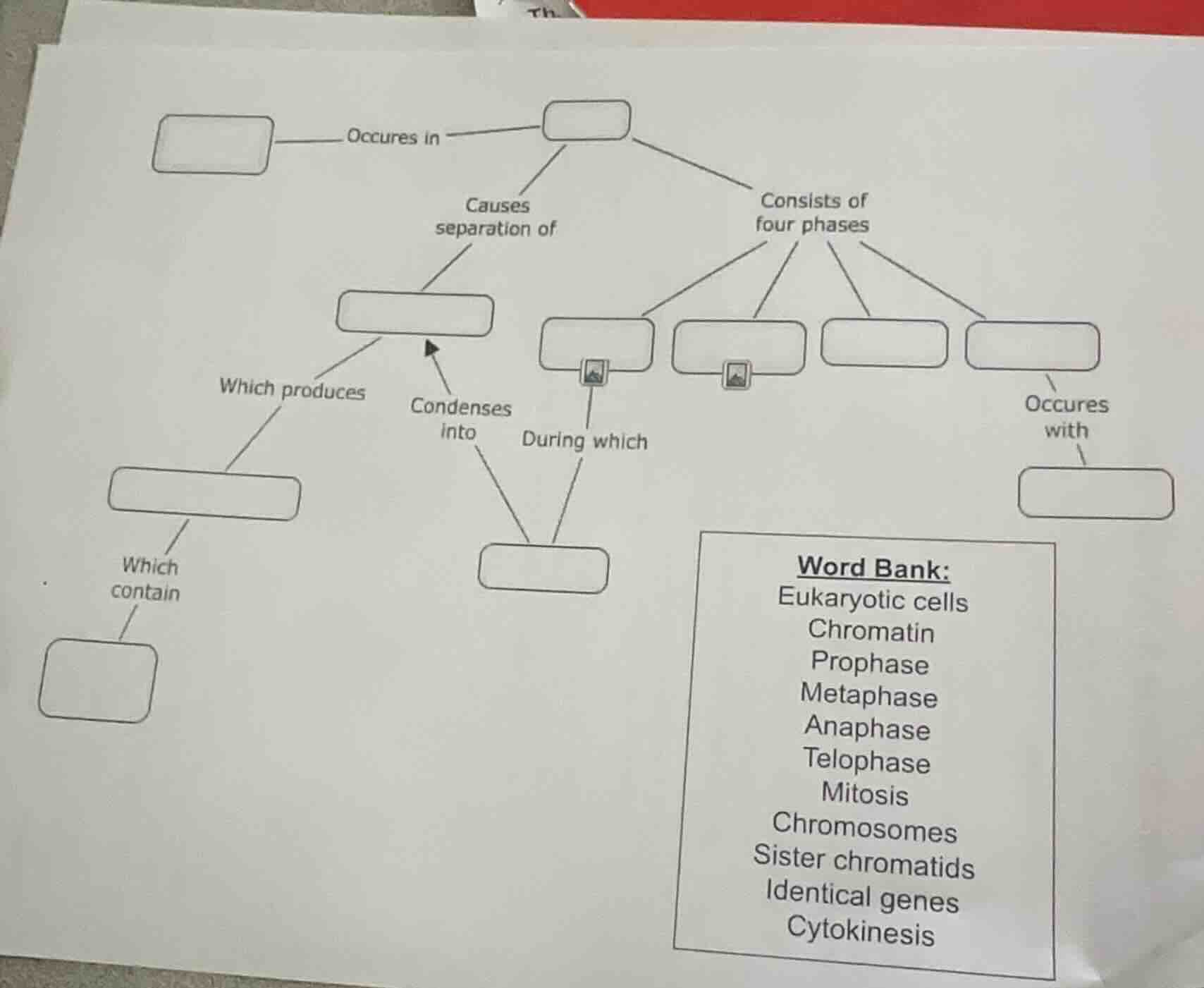 occures in causes separation of consists of four phases which produces …