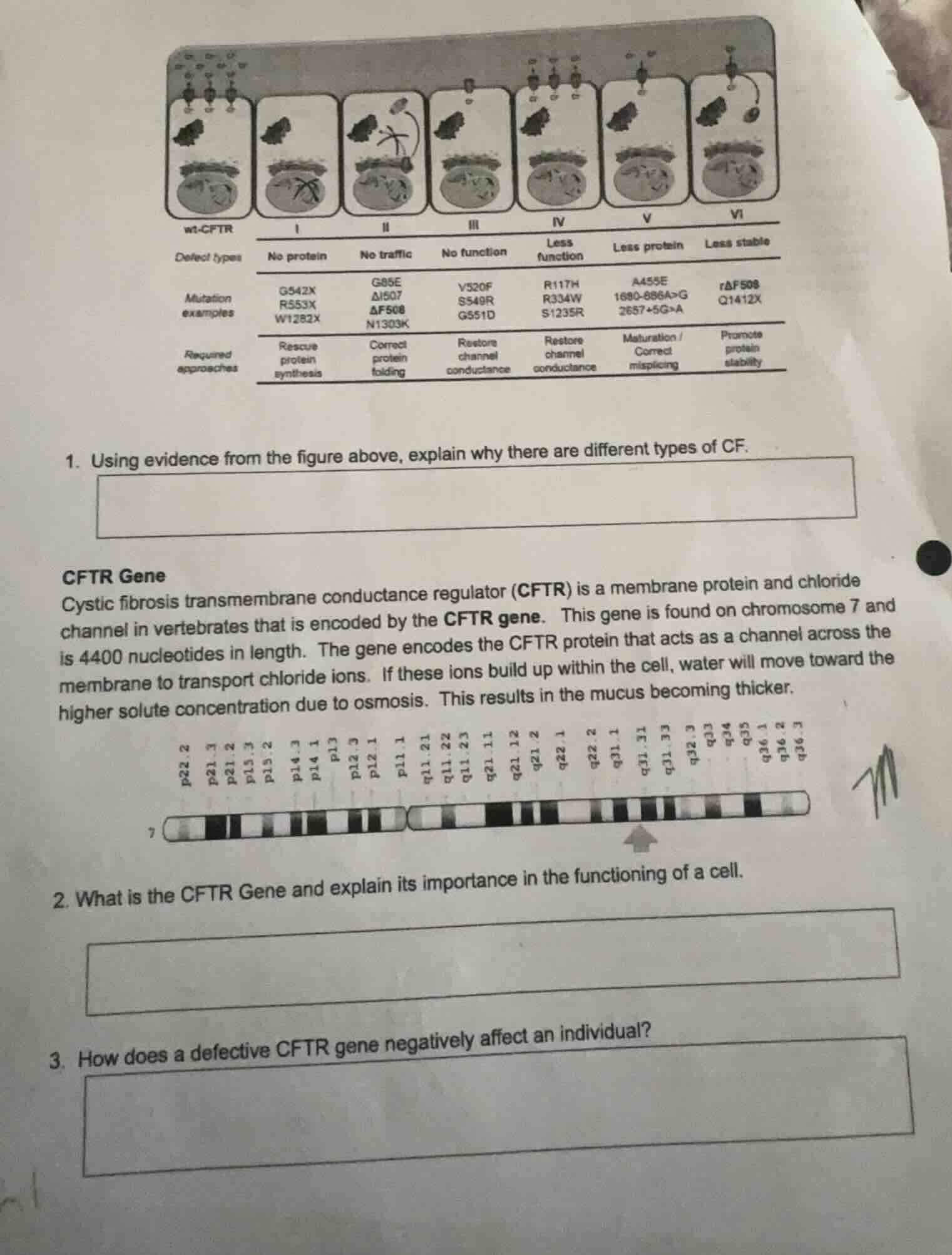 wt-cftr i ii iii iv v vi defect types no protein no traffic no function…