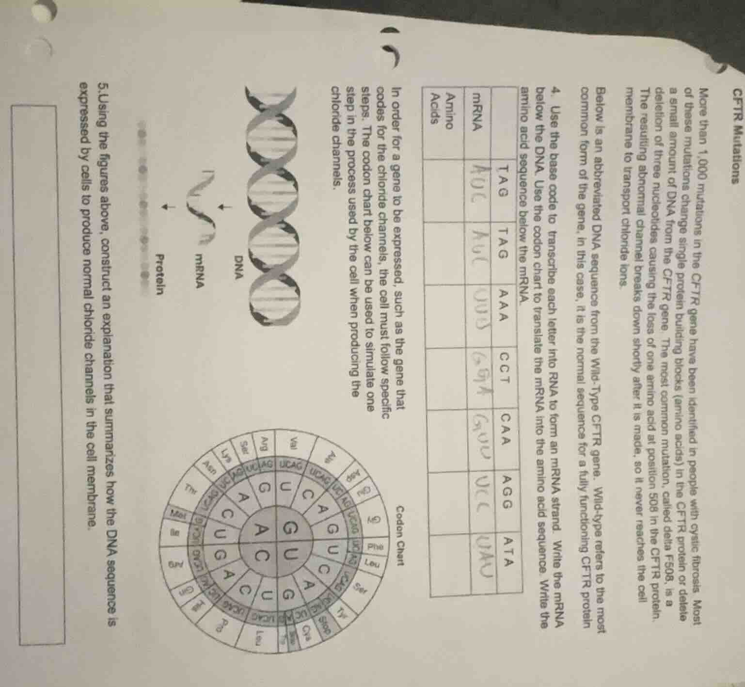 cftr mutations more than 1,000 mutations in the cftr gene have been ide…