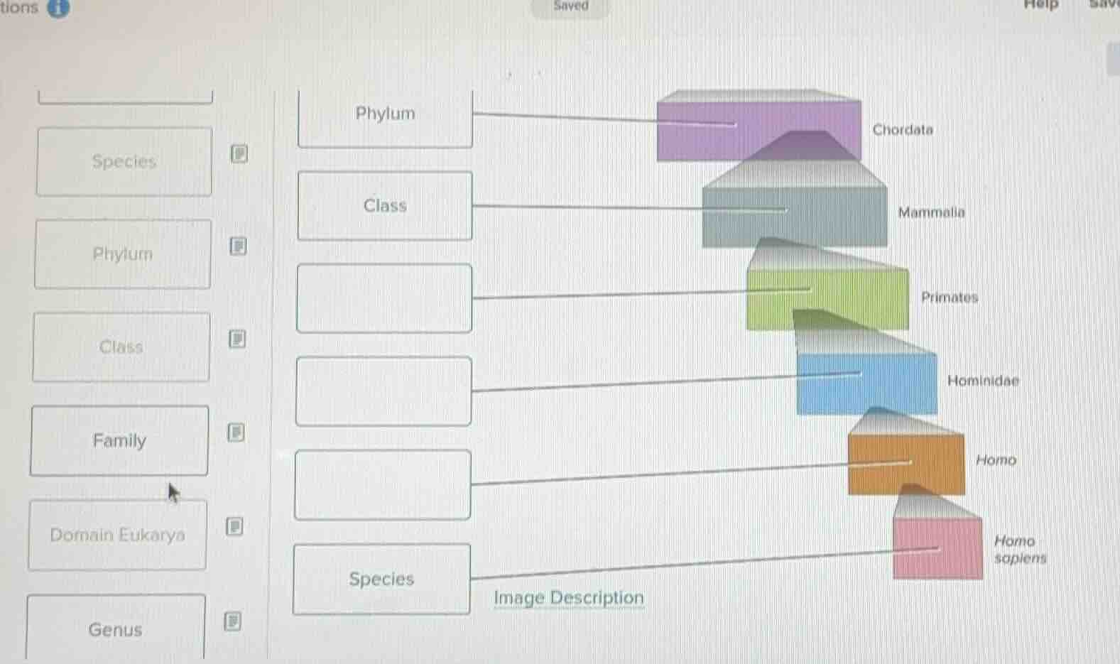 drag and drop the taxonomic ranks from the left column to the correct b…