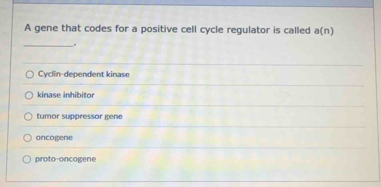 a gene that codes for a positive cell cycle regulator is called a(n) __…