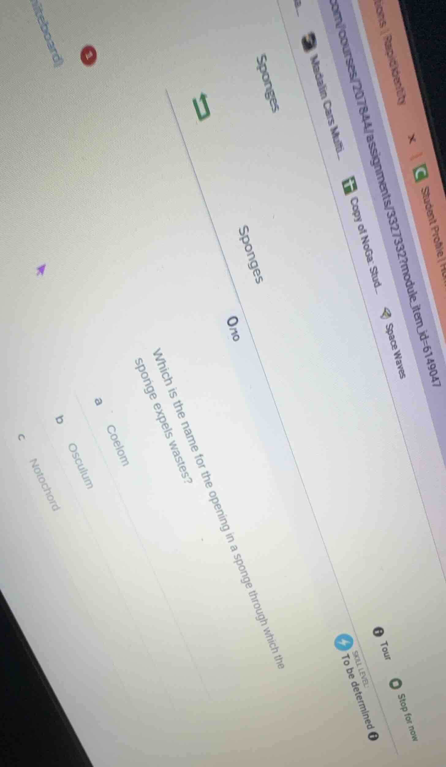 sponges sponges 0/10 which is the name for the opening in a sponge thro…