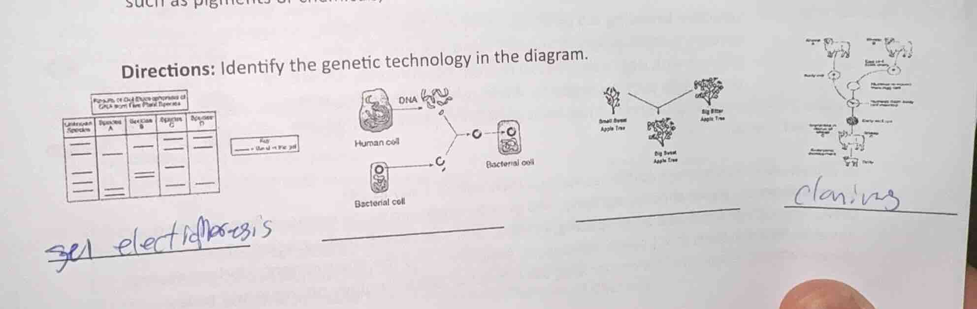 directions: identify the genetic technology in the diagram.