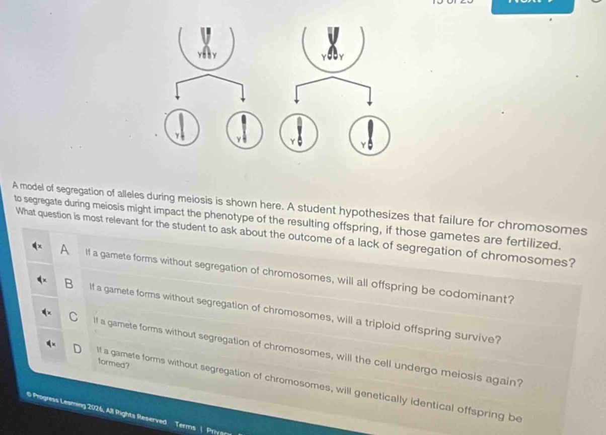 a model of segregation of alleles during meiosis is shown here. a stude…
