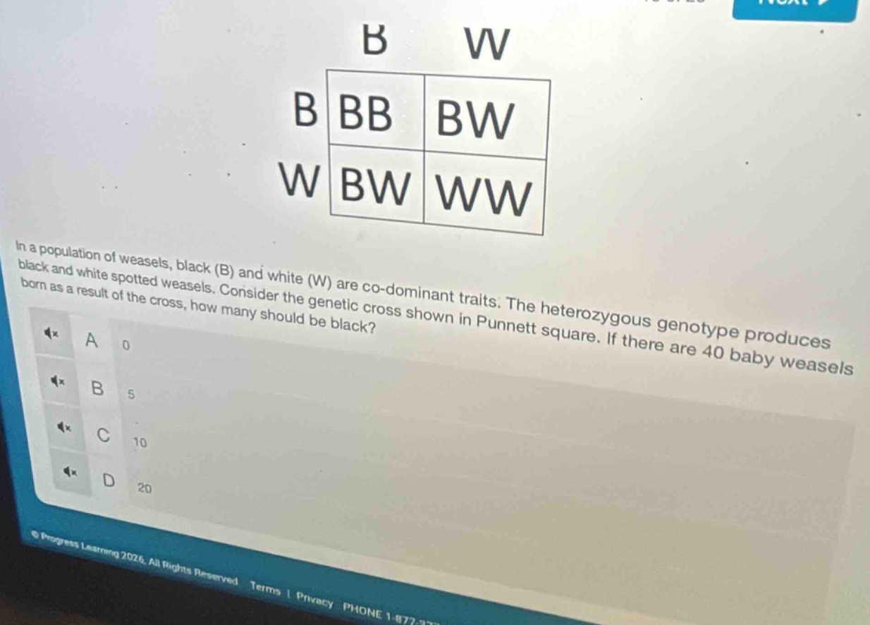 b w b bb bw w bw ww in a population of weasels, black (b) and white (w)…