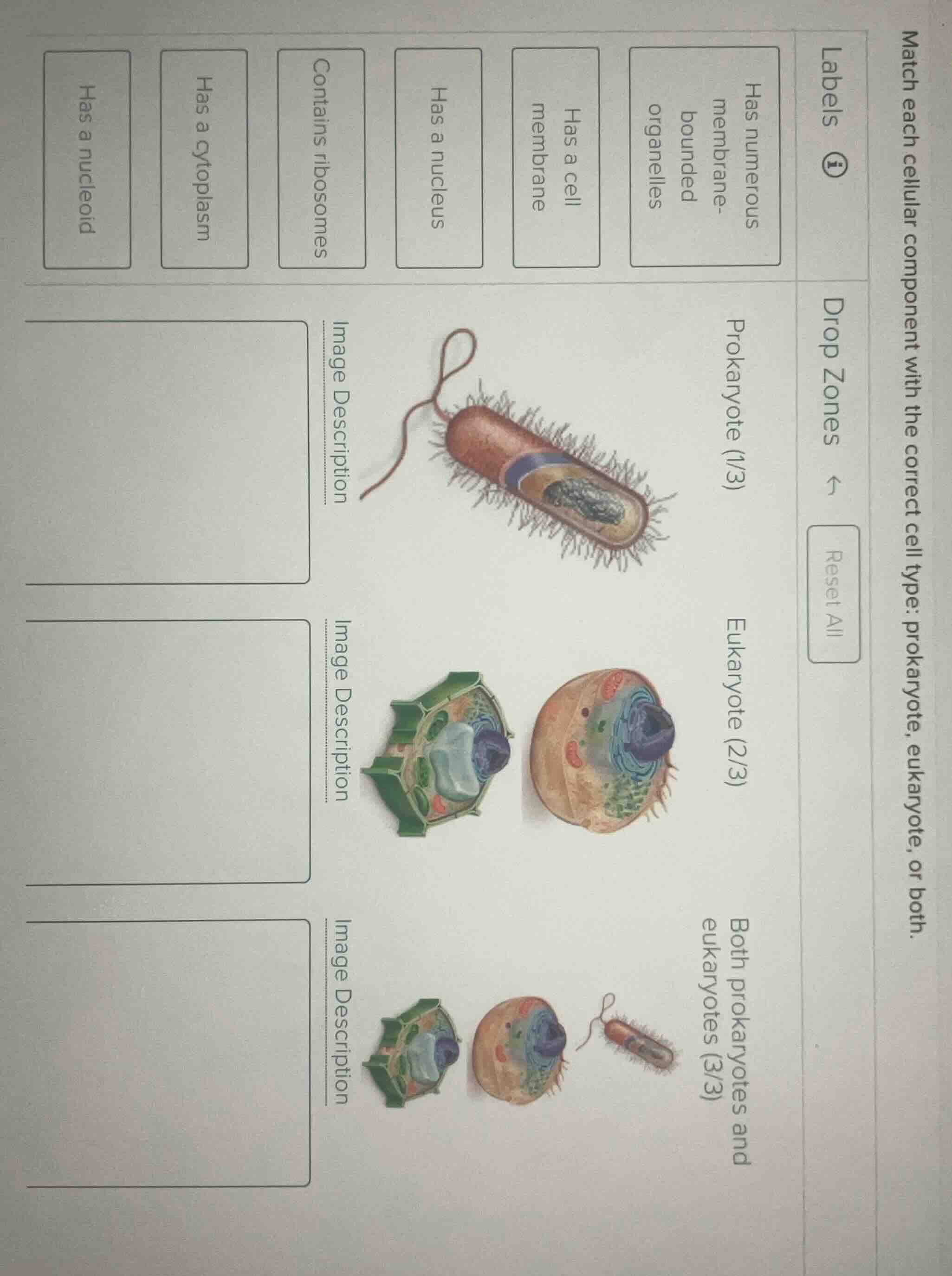 match each cellular component with the correct cell type: prokaryote, e…