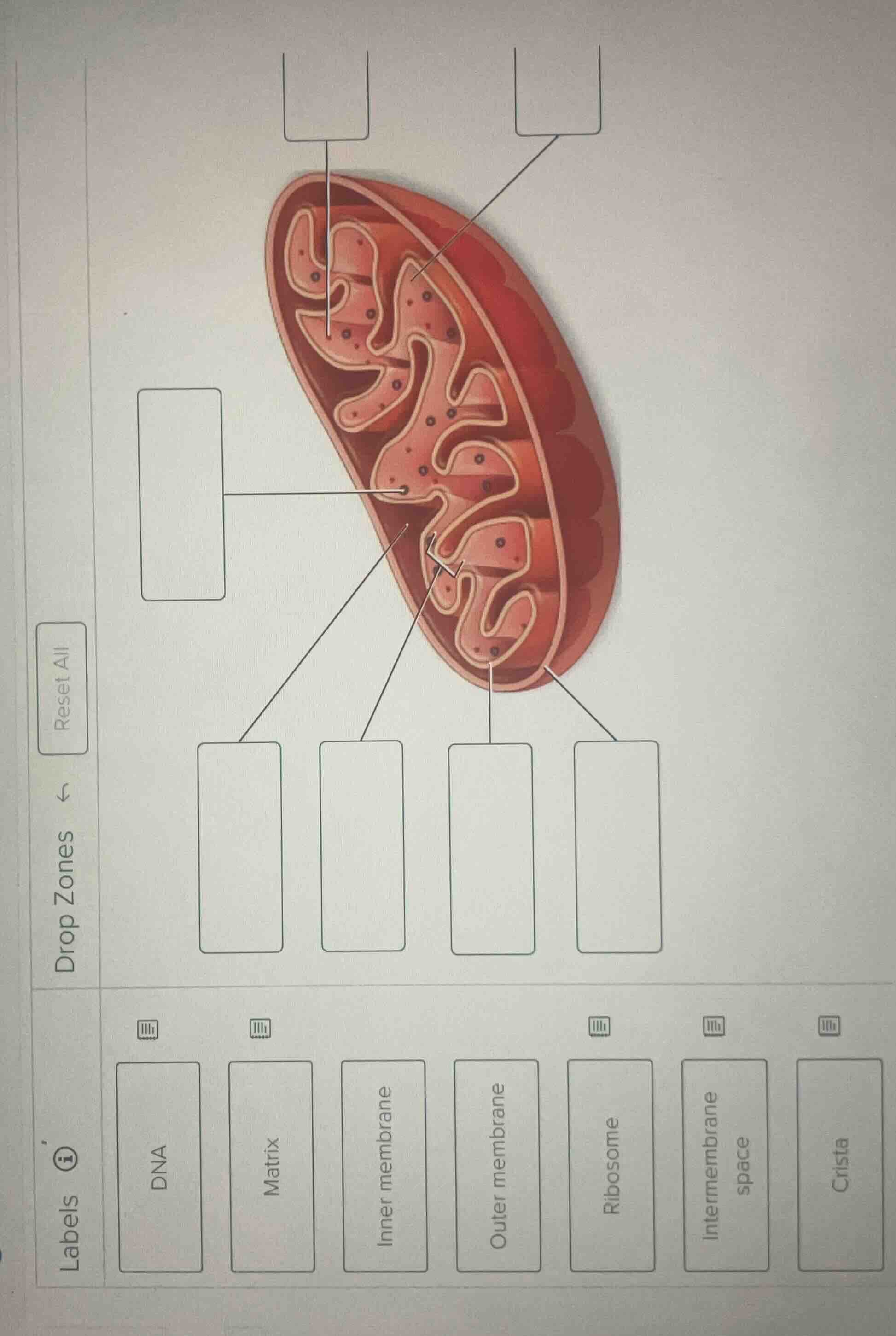 reset all drop zones labels dna matrix inner membrane outer membrane ri…