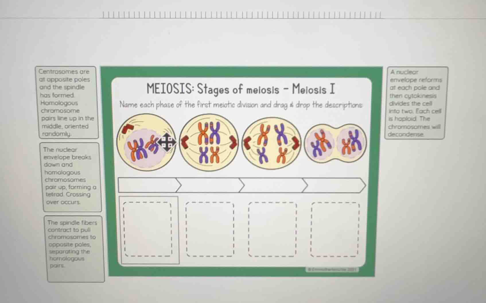 meiosis: stages of meiosis - meiosis i name each phase of the first mei…
