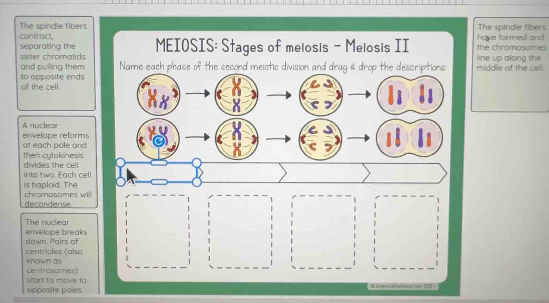 meiosis: stages of meiosis - meiosis ii name each phase of the second m…