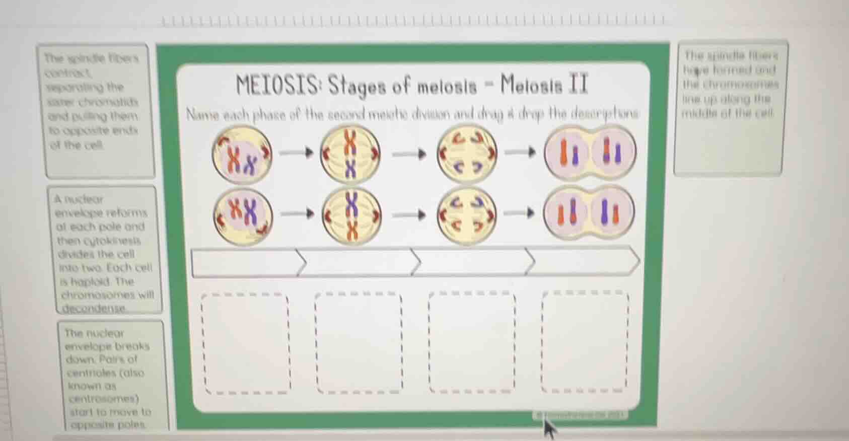 meiosis: stages of meiosis - meiosis ii name each phase of the second m…