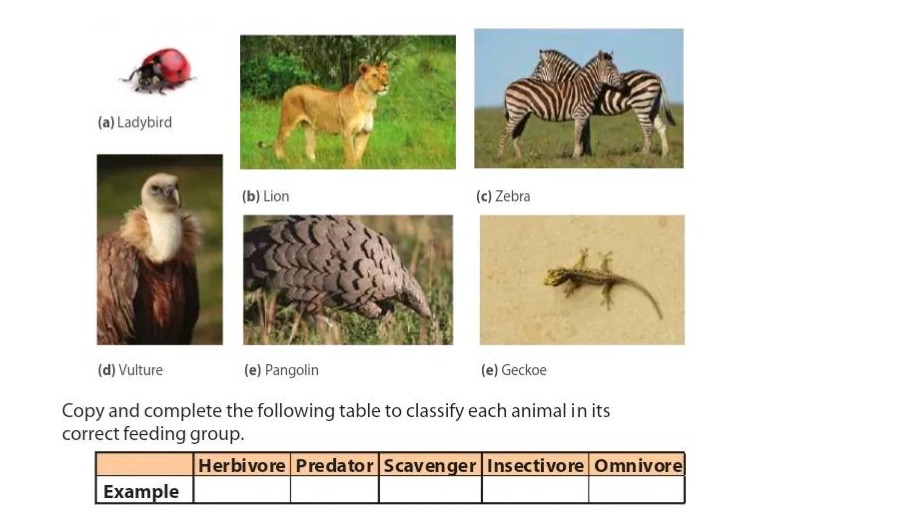 (a) ladybird (b) lion (c) zebra (d) vulture (e) pangolin (e) geckoe cop…