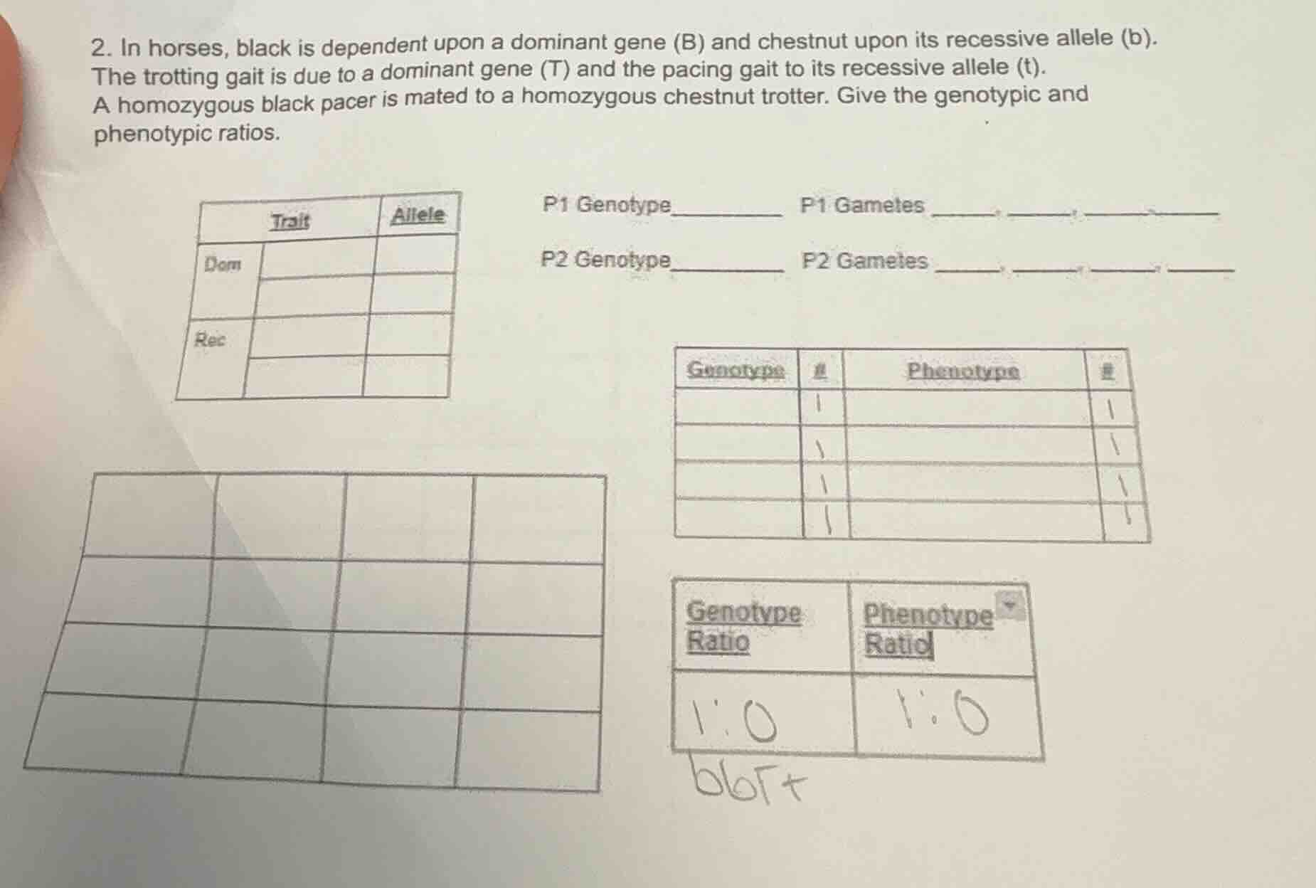 2. in horses, black is dependent upon a dominant gene (b) and chestnut …