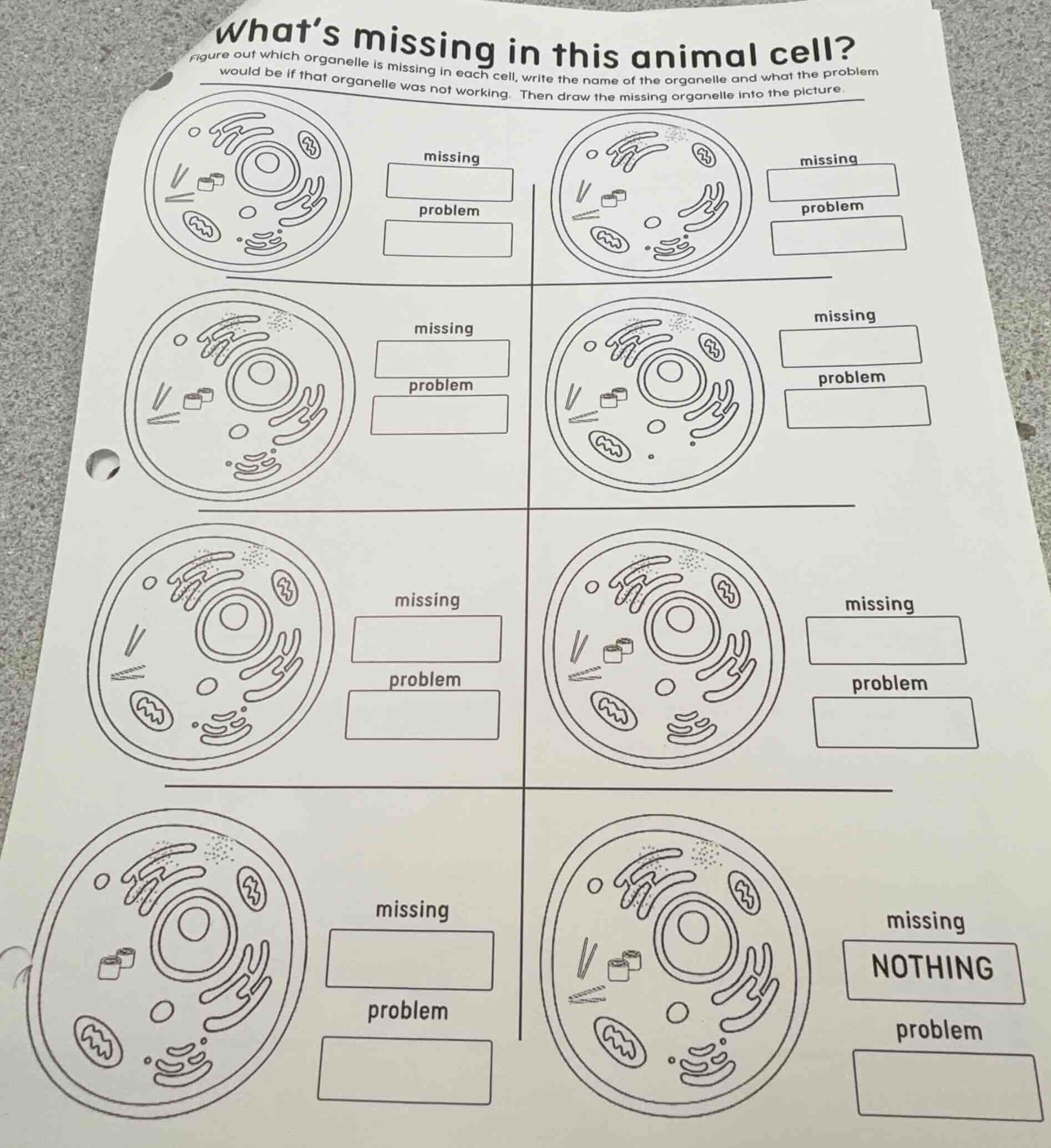 whats missing in this animal cell?figure out which organelle is missing…