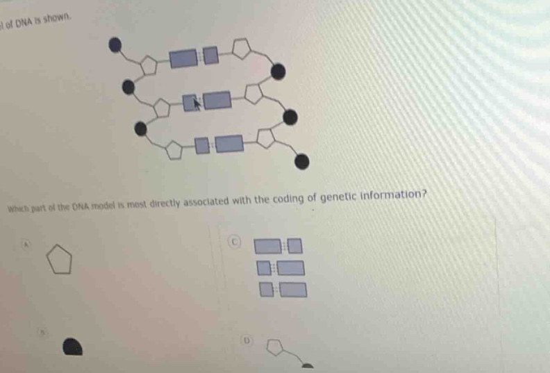 of dna is shown. which part of the dna model is most directly associate…
