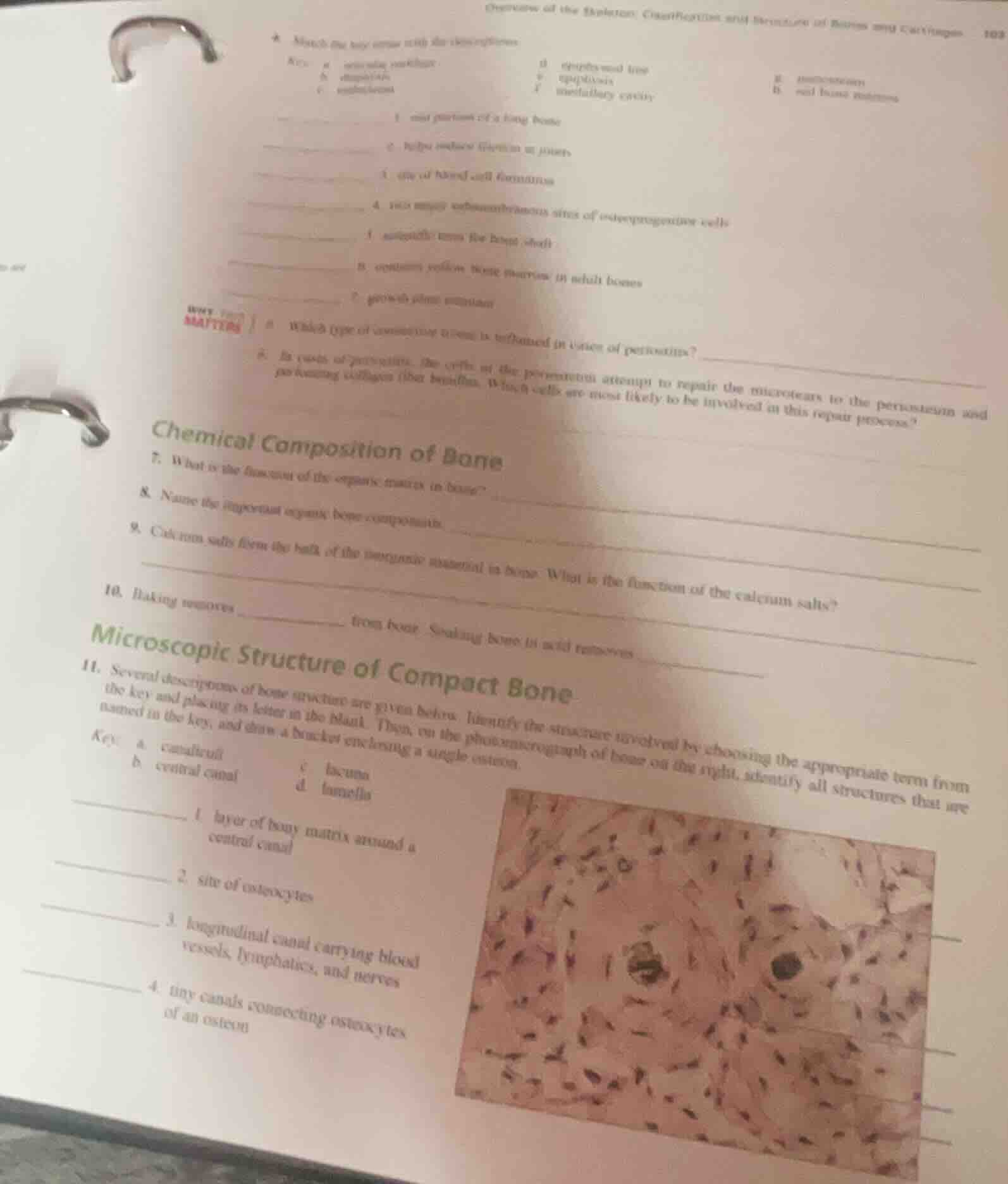 ★ match the key terms with the descriptions key: a. articular cartilage…
